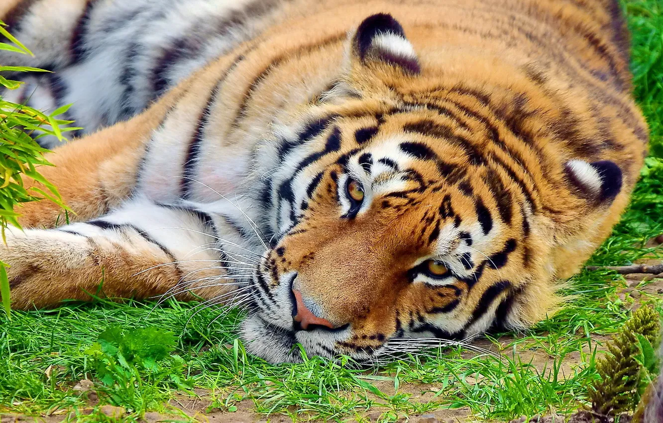 Photo wallpaper mustache, face, strips, tiger, stay, lies