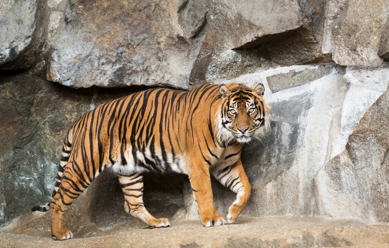 Photo wallpaper cat, tiger, stones, Sumatran