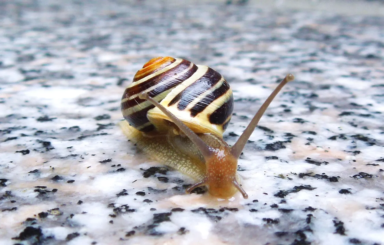 Photo wallpaper nature, snail, sink