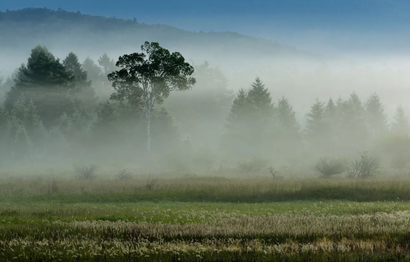 Photo wallpaper landscape, nature, fog, morning