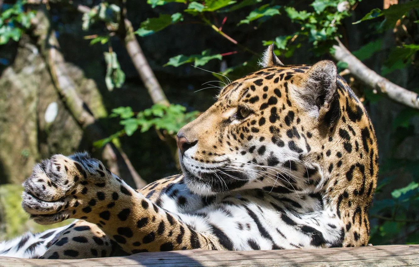 Photo wallpaper cat, the sun, paws, Jaguar, profile, log