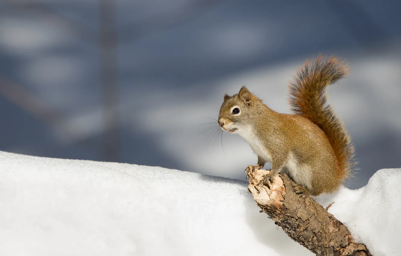 Photo wallpaper winter, snow, nature, grey, background, protein, bitch