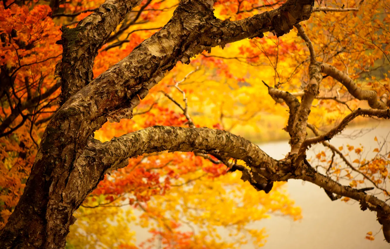 Photo wallpaper autumn, leaves, branches, tree, yellow, trunk