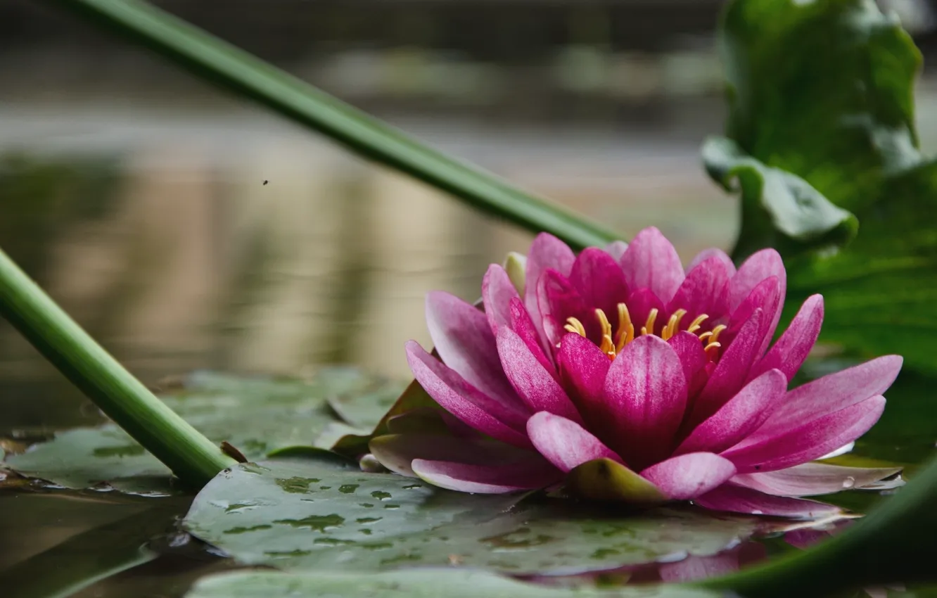 Photo wallpaper flower, background, water Lily