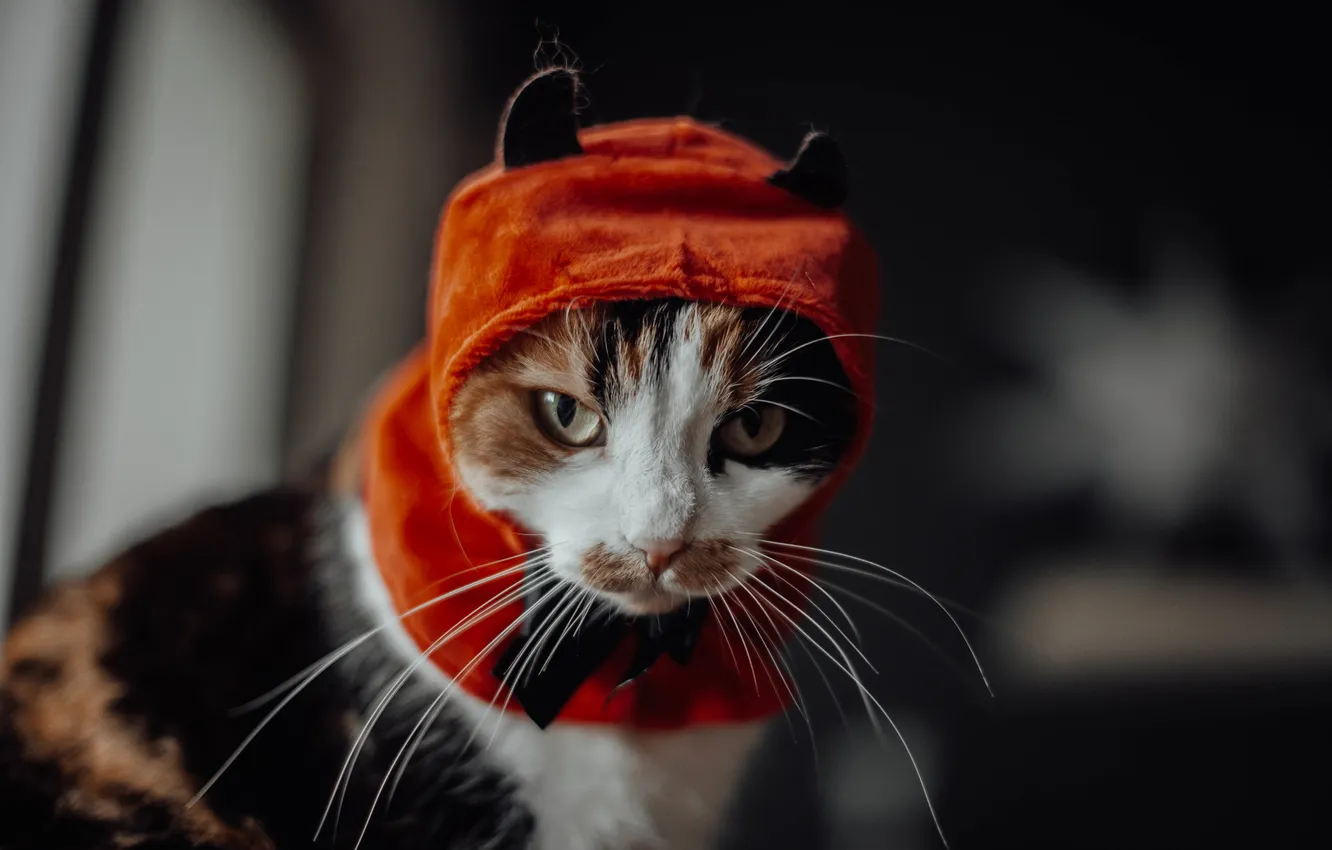 Photo wallpaper cat, cat, mustache, look, pose, the dark background, portrait, outfit