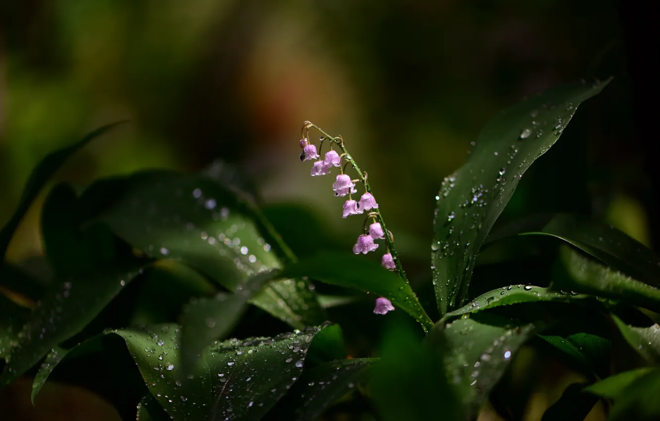 Photo wallpaper blur, Lily of the valley, drops