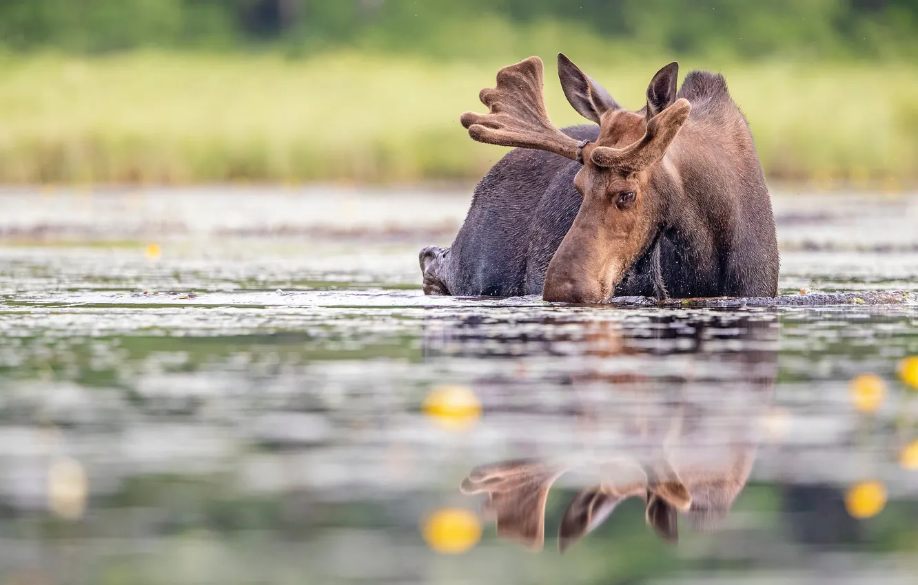 Photo wallpaper summer, look, face, water, reflection, shore, bathing, drink
