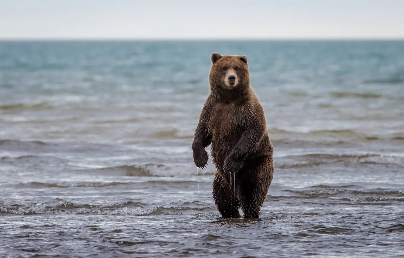 Photo wallpaper bear, Alaska, Alaska, stand, grizzly, Lake Clark National Park, lake Clark