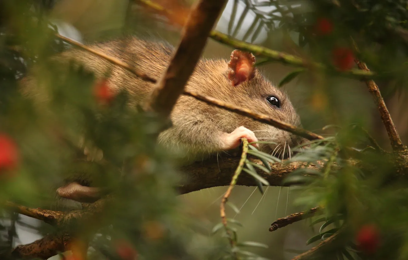 Photo wallpaper branches, berries, blur, mouse, mouse, field, bokeh