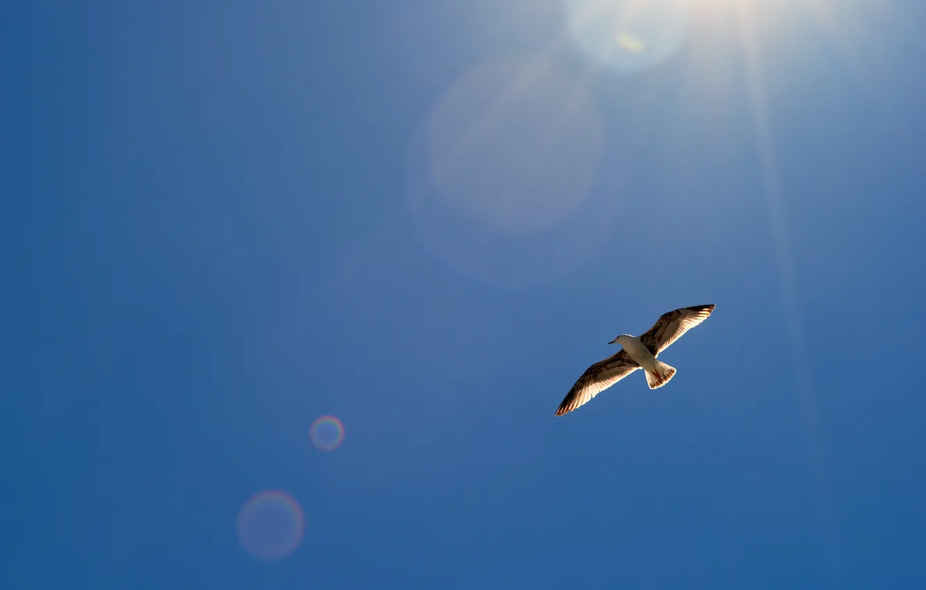 Photo wallpaper the sky, the sun, glare, bird, wings, Seagull, in the air, soars
