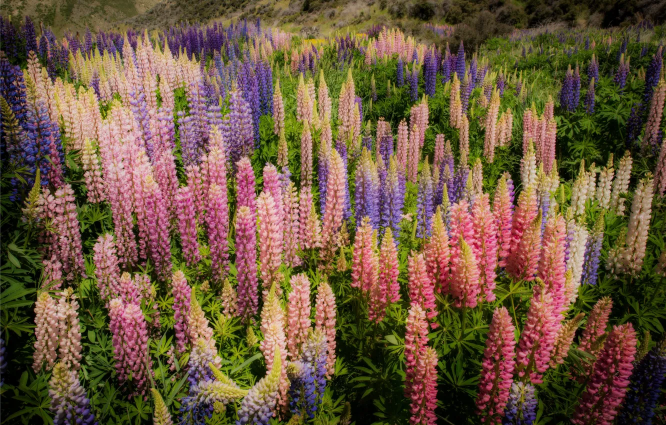 Photo wallpaper New Zealand, New Zealand, lupins
