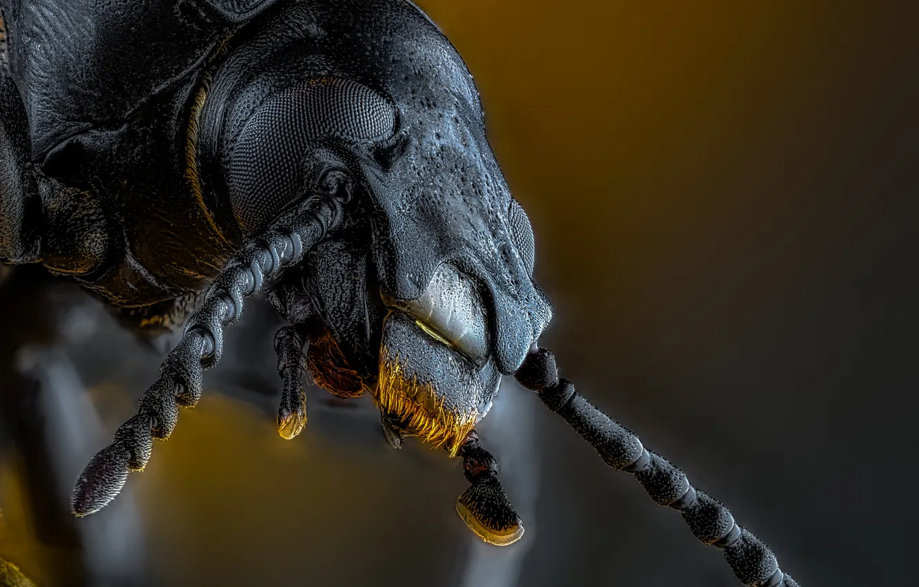 Photo wallpaper macro, insect, bokeh, Oleg Savitsky, Zoophobia