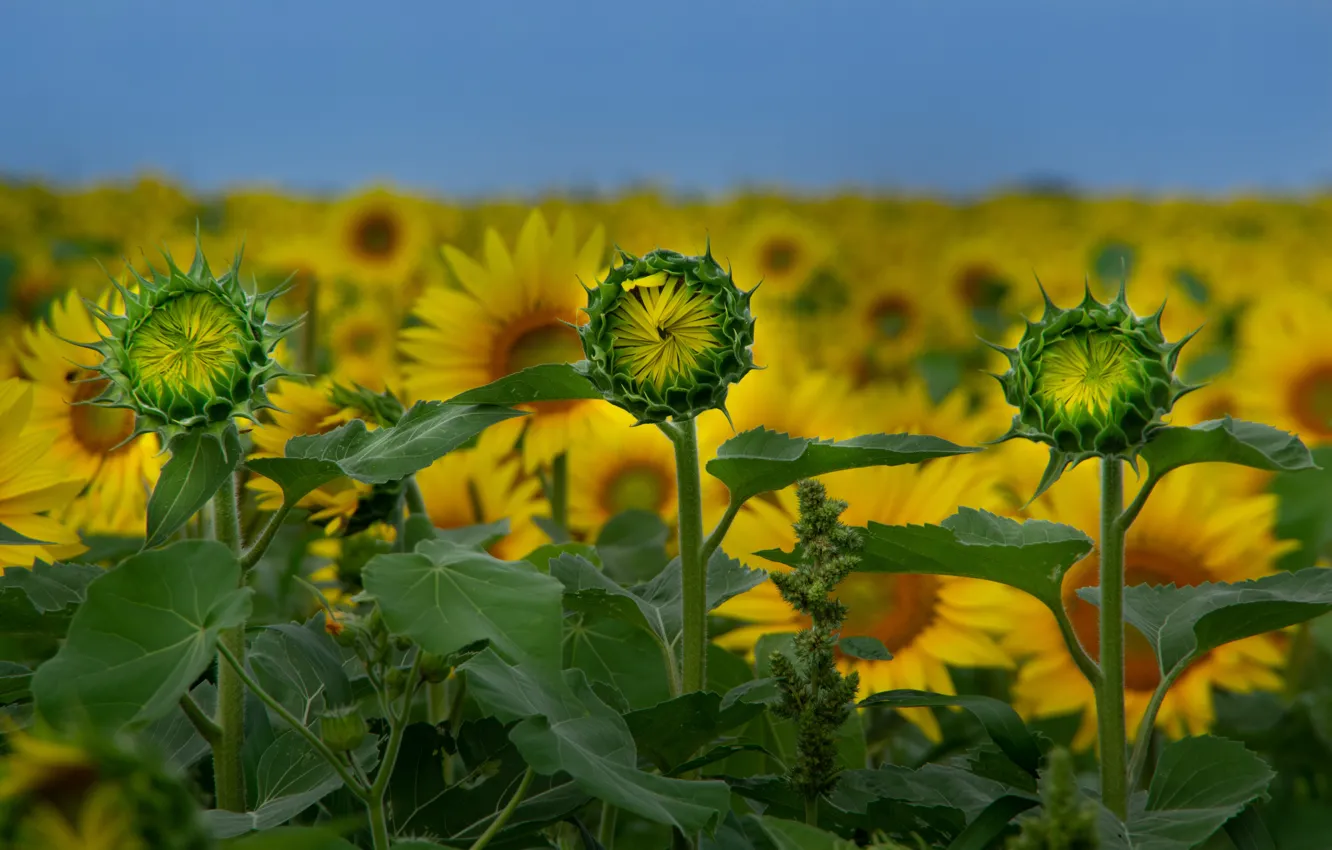 Photo wallpaper field, sunflowers, bokeh