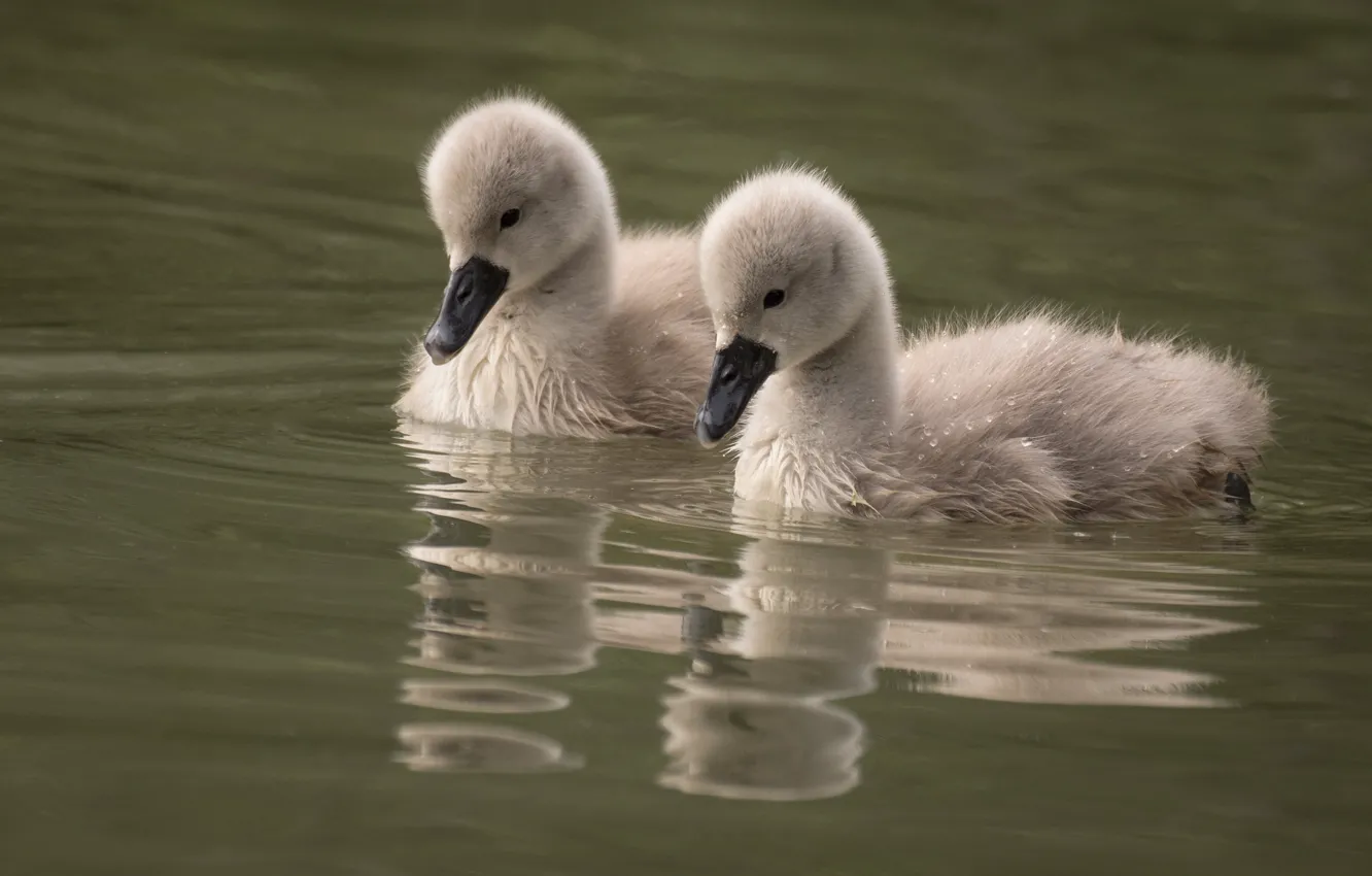 Photo wallpaper reflection, bird, a couple, swans, Chicks, pond, the Lebeda, two swans