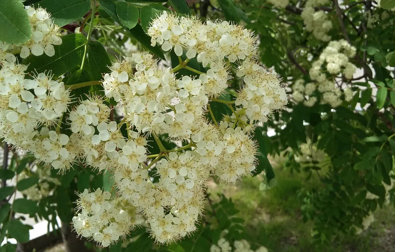 Photo wallpaper greens, leaves, branches, spring, petals, may, stamens, white flowers
