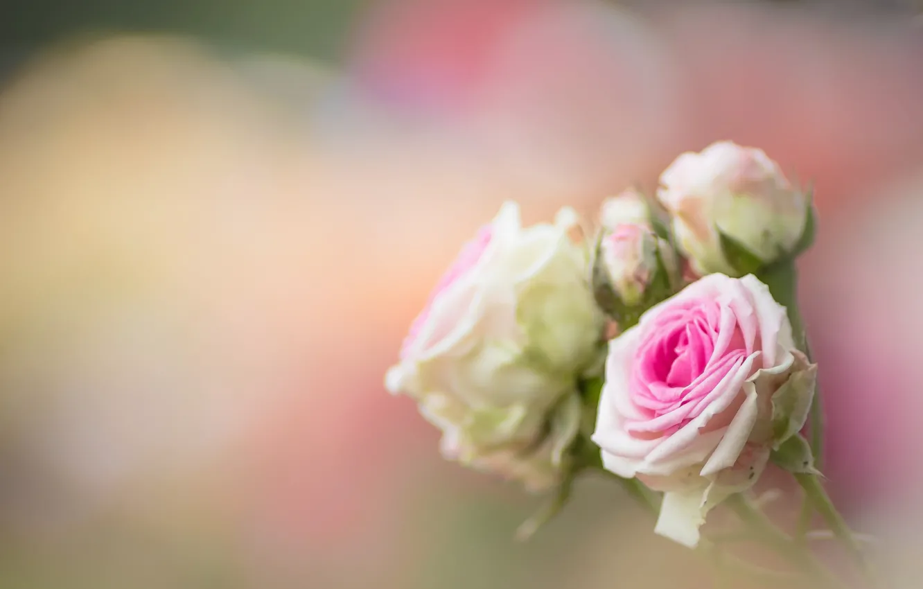 Photo wallpaper macro, roses, buds, bokeh