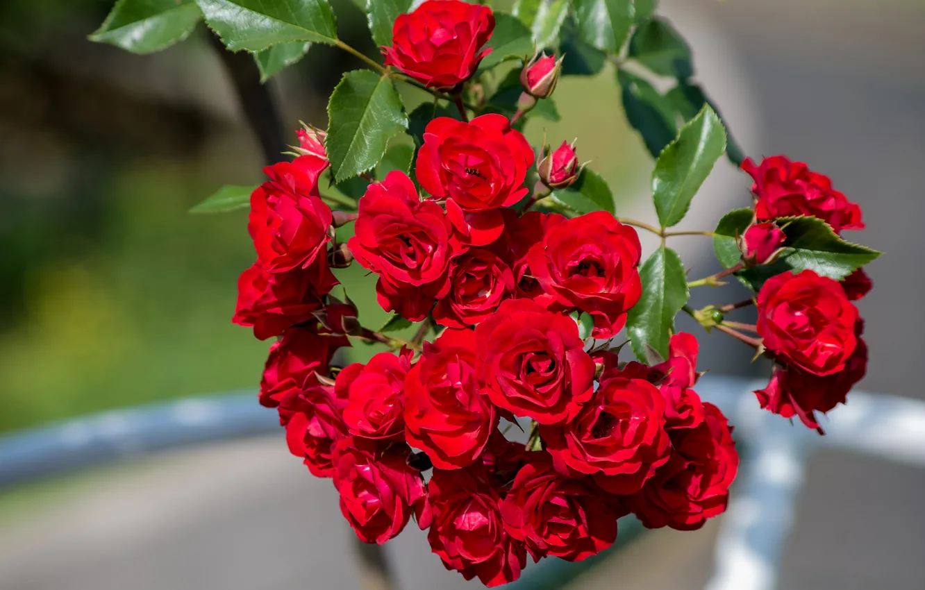 Photo wallpaper macro, branches, roses