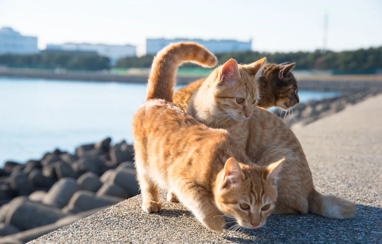Photo wallpaper cats, promenade, red cats