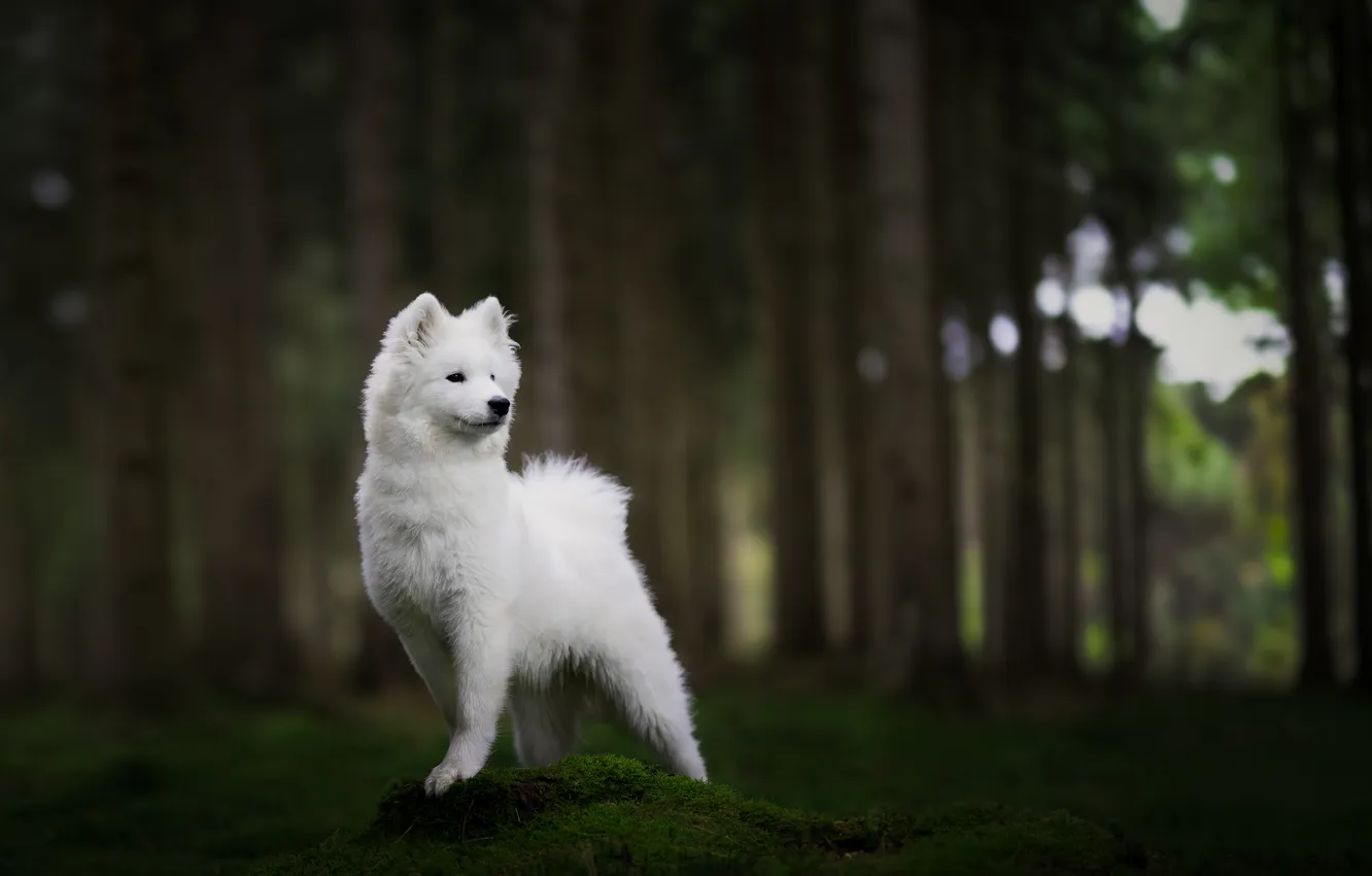 Photo wallpaper forest, moss, dog, Samoyed
