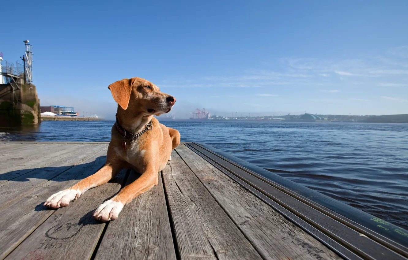 Photo wallpaper sea, each, dog, port