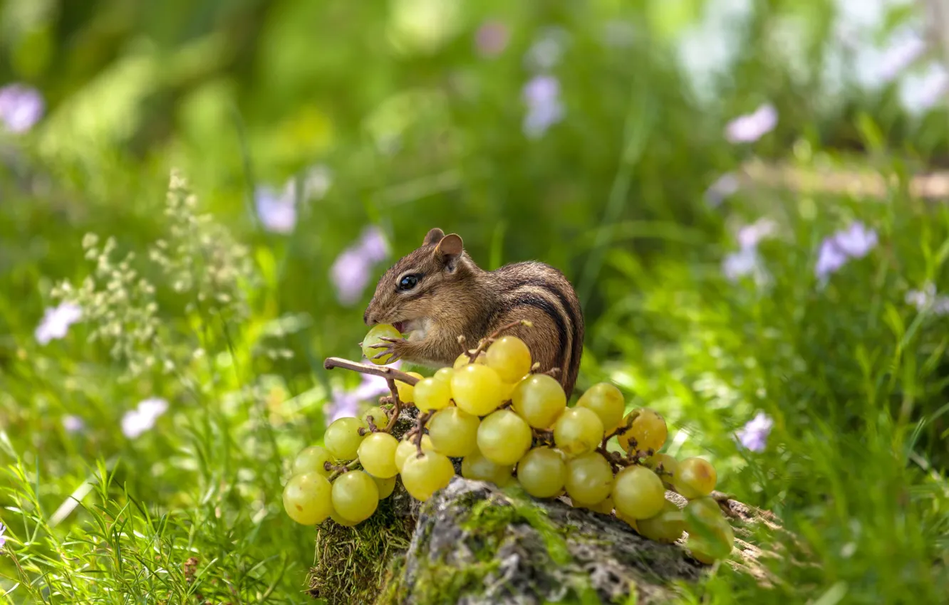 Photo wallpaper grass, grapes, Chipmunk