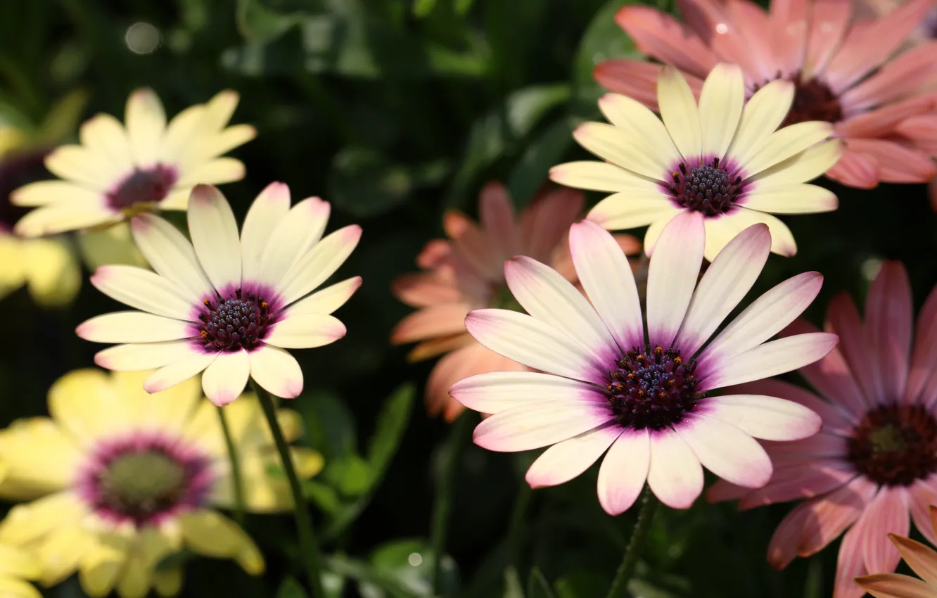 Photo wallpaper flowers, garden, pink, white, flowerbed, Osteospermum
