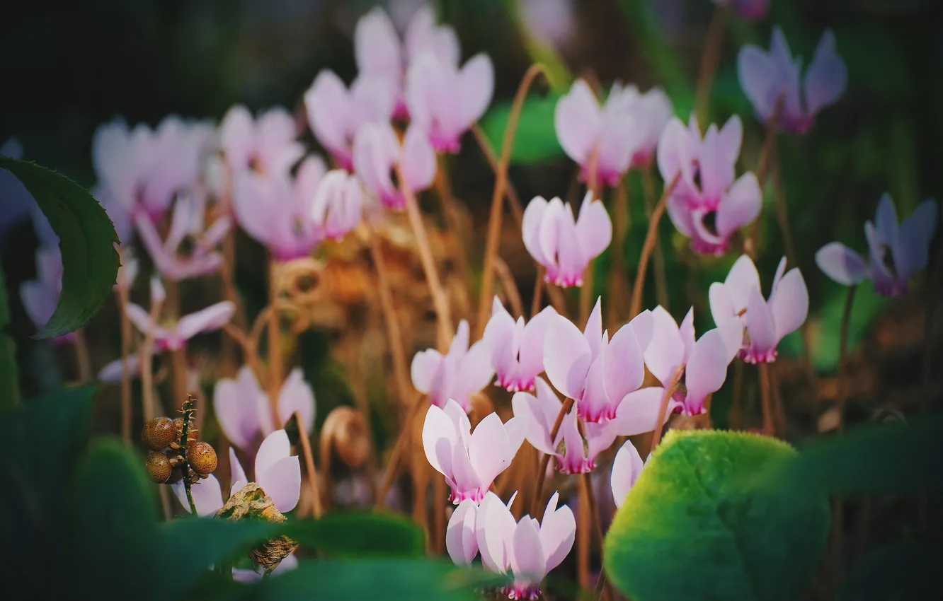 Photo wallpaper leaves, flowers, blur, spring, garden, pink, clearing, blur