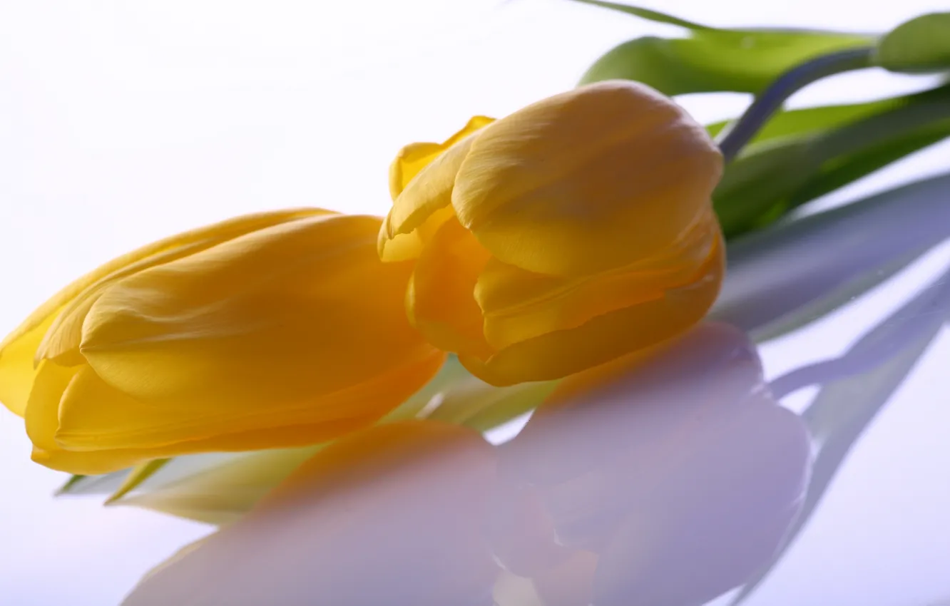 Photo wallpaper leaves, flowers, yellow, dark, beauty, petals, tulips, yellow