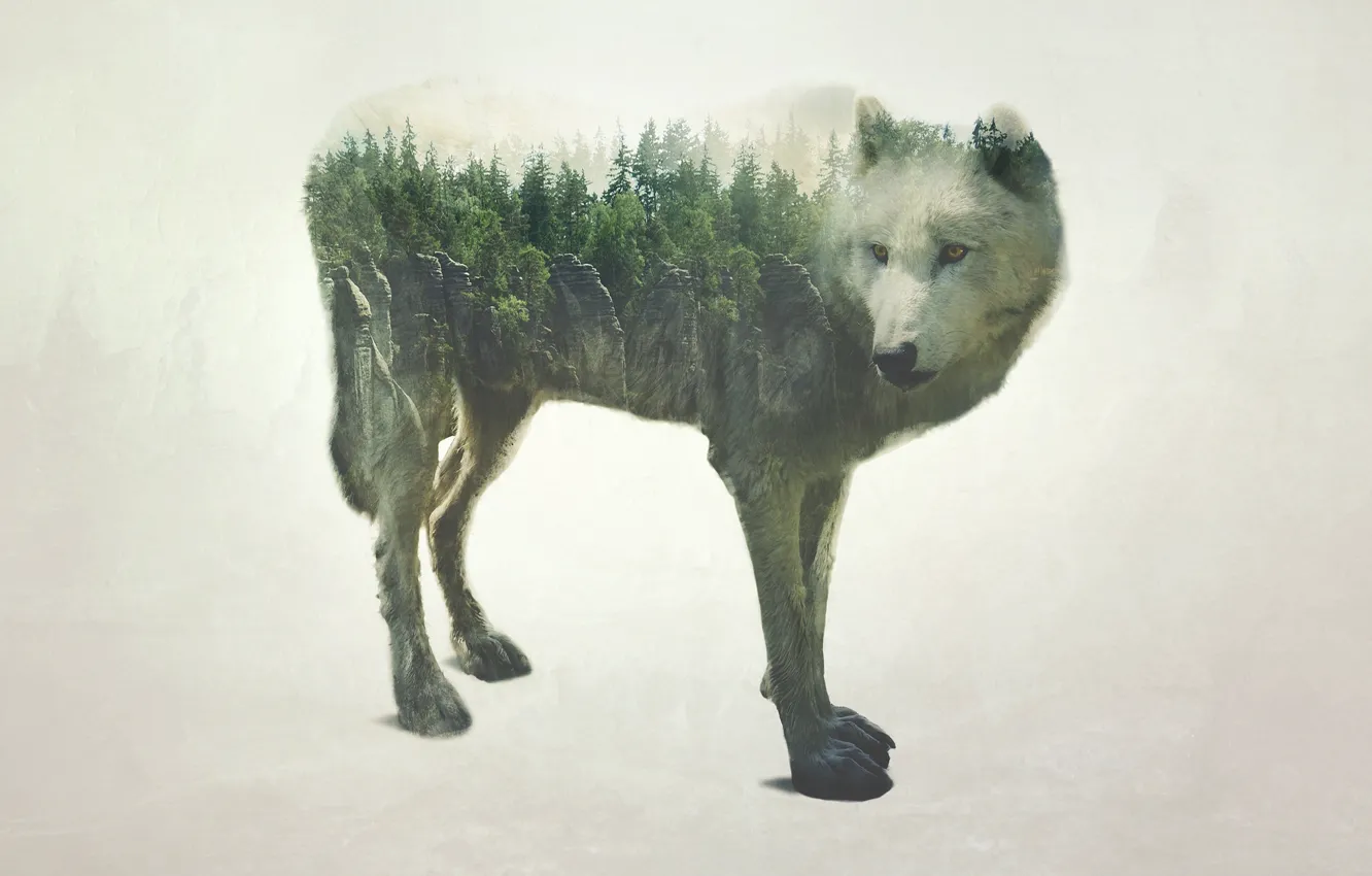 Photo wallpaper forest, nature, rock, wolf, treatment