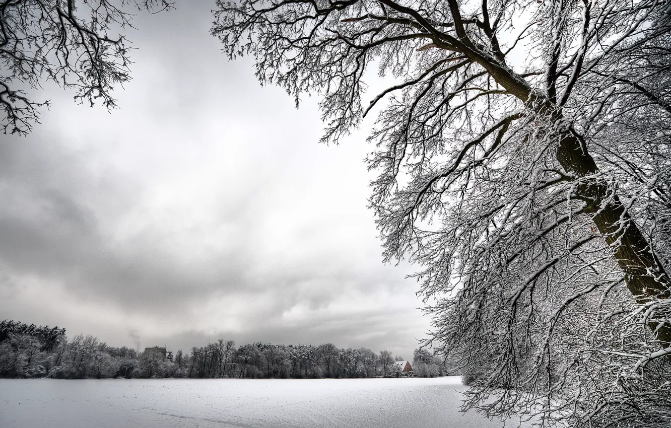 Photo wallpaper white, snow, trees, Winter
