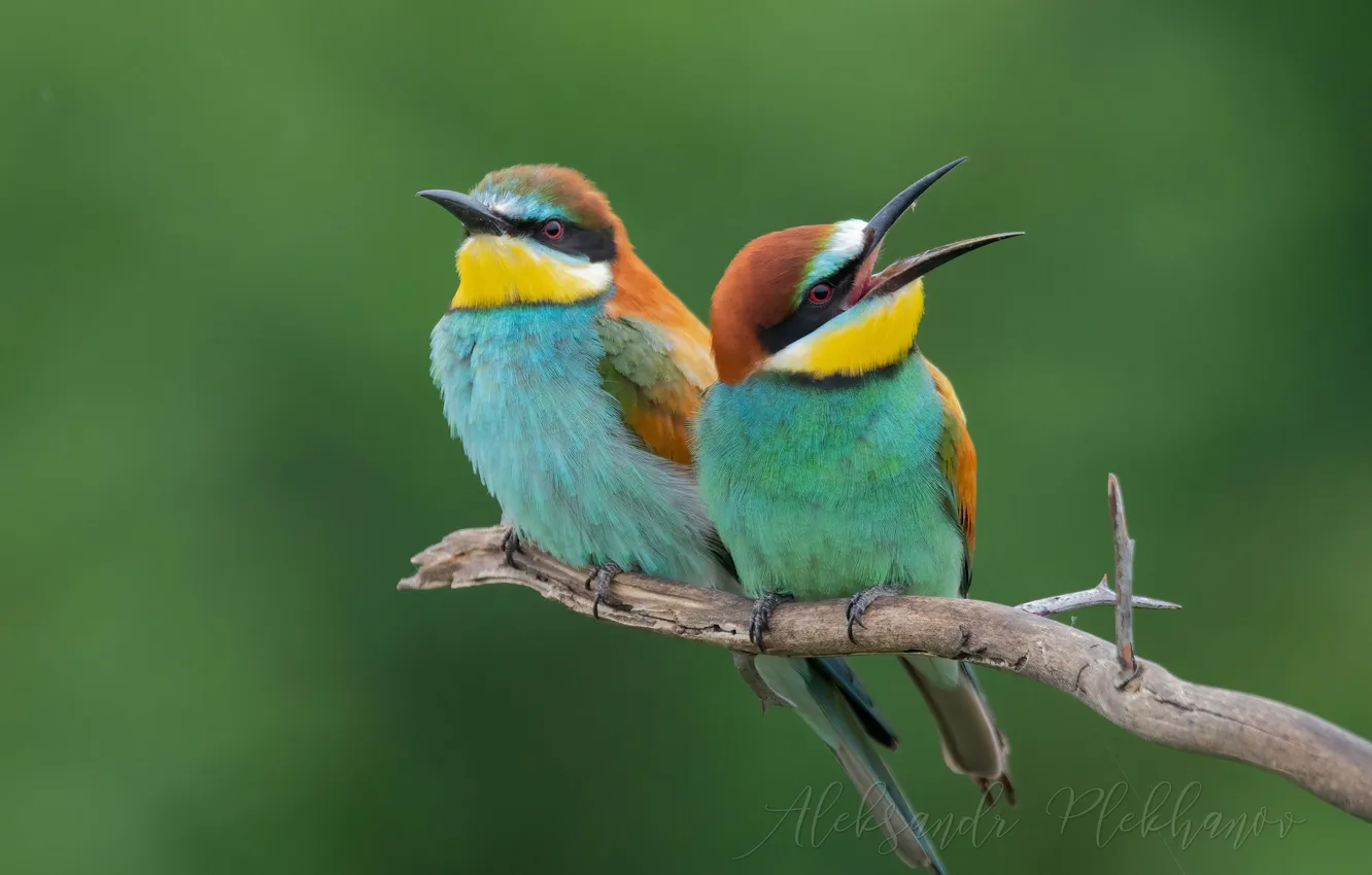 Photo wallpaper bird, bee-eaters, Alexander Plekhanov