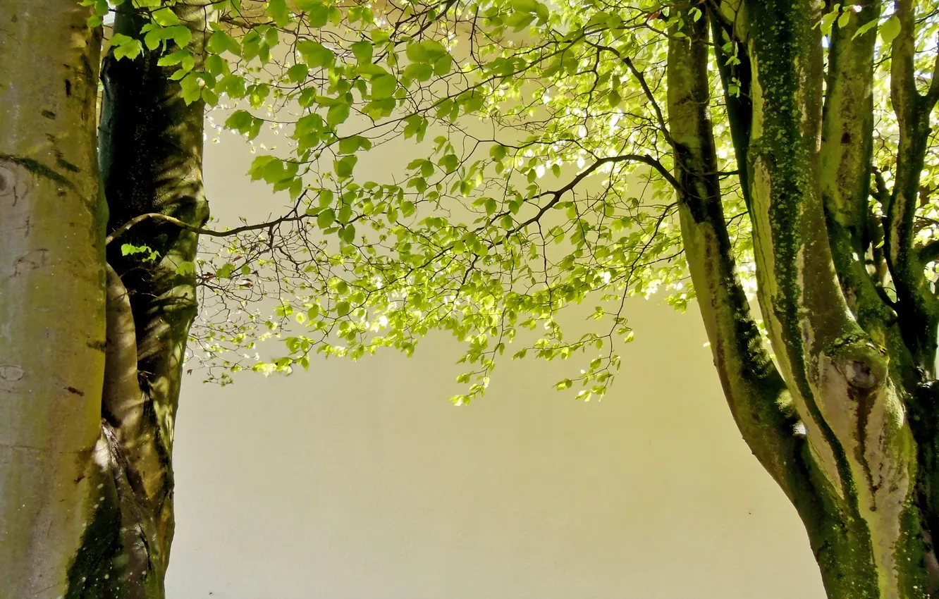 Photo wallpaper trees, nature, spring