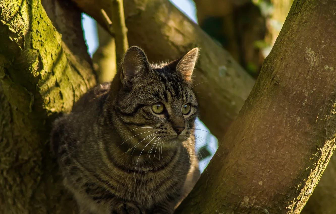 Photo wallpaper cat, shadow, muzzle, on the tree