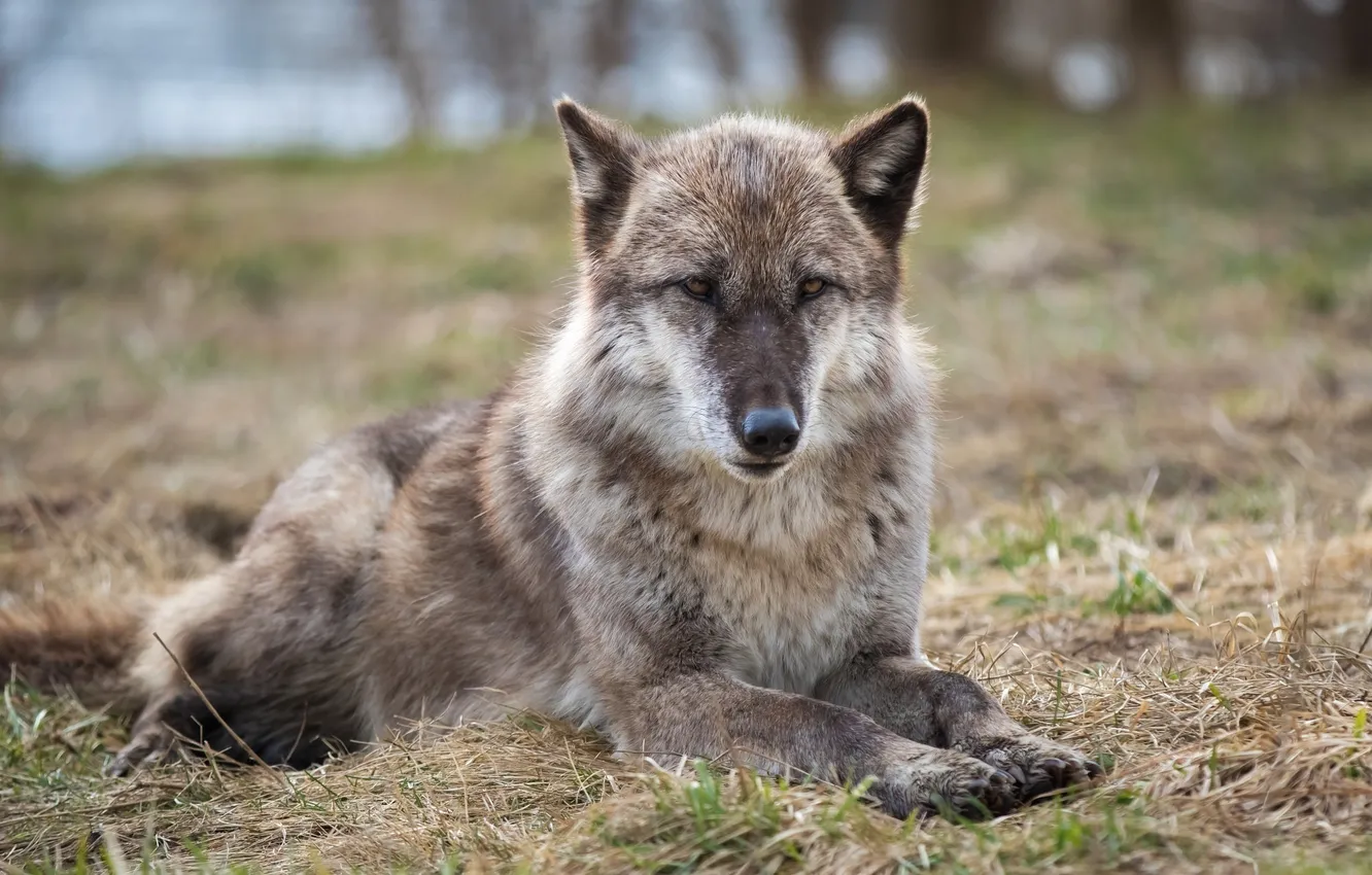 Photo wallpaper face, grey, stay, wolf, predator, paws, lies, fur
