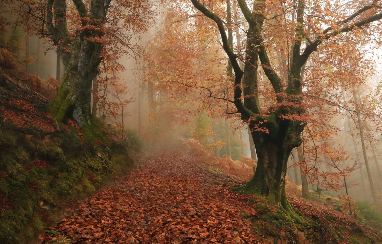Photo wallpaper autumn, forest, trees, fog, Spain, Spain, fallen leaves, Navarre