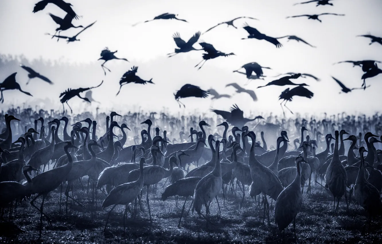 Photo wallpaper birds, flock, hundreds