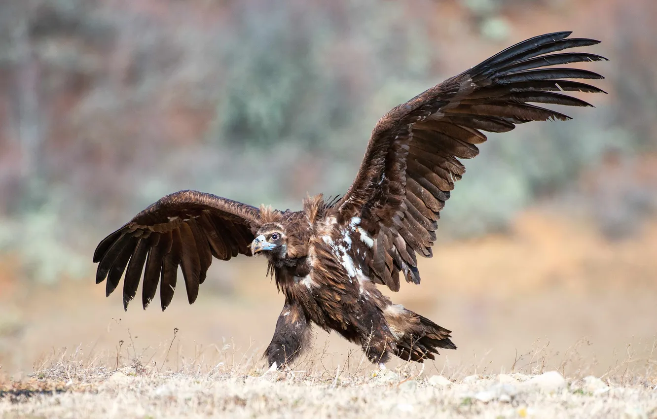 Photo wallpaper bird, predator, black vulture