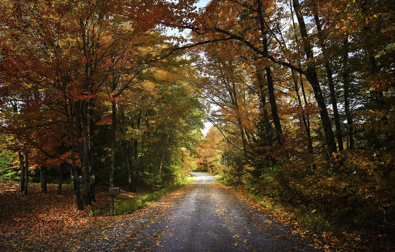 Wallpaper road, autumn, forest for mobile and desktop, section природа