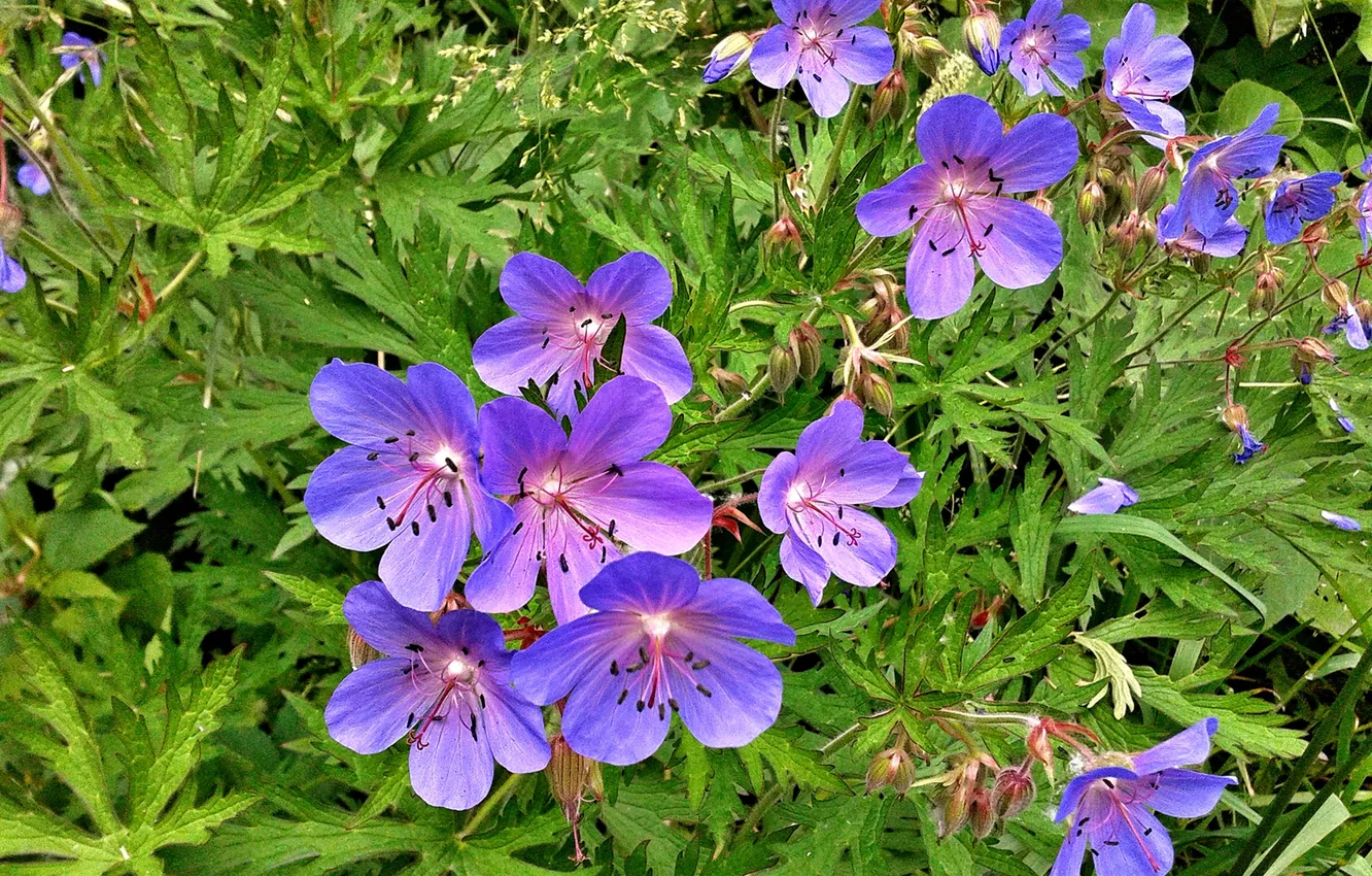 Photo wallpaper flowers, Summer 2025, Meadow geranium