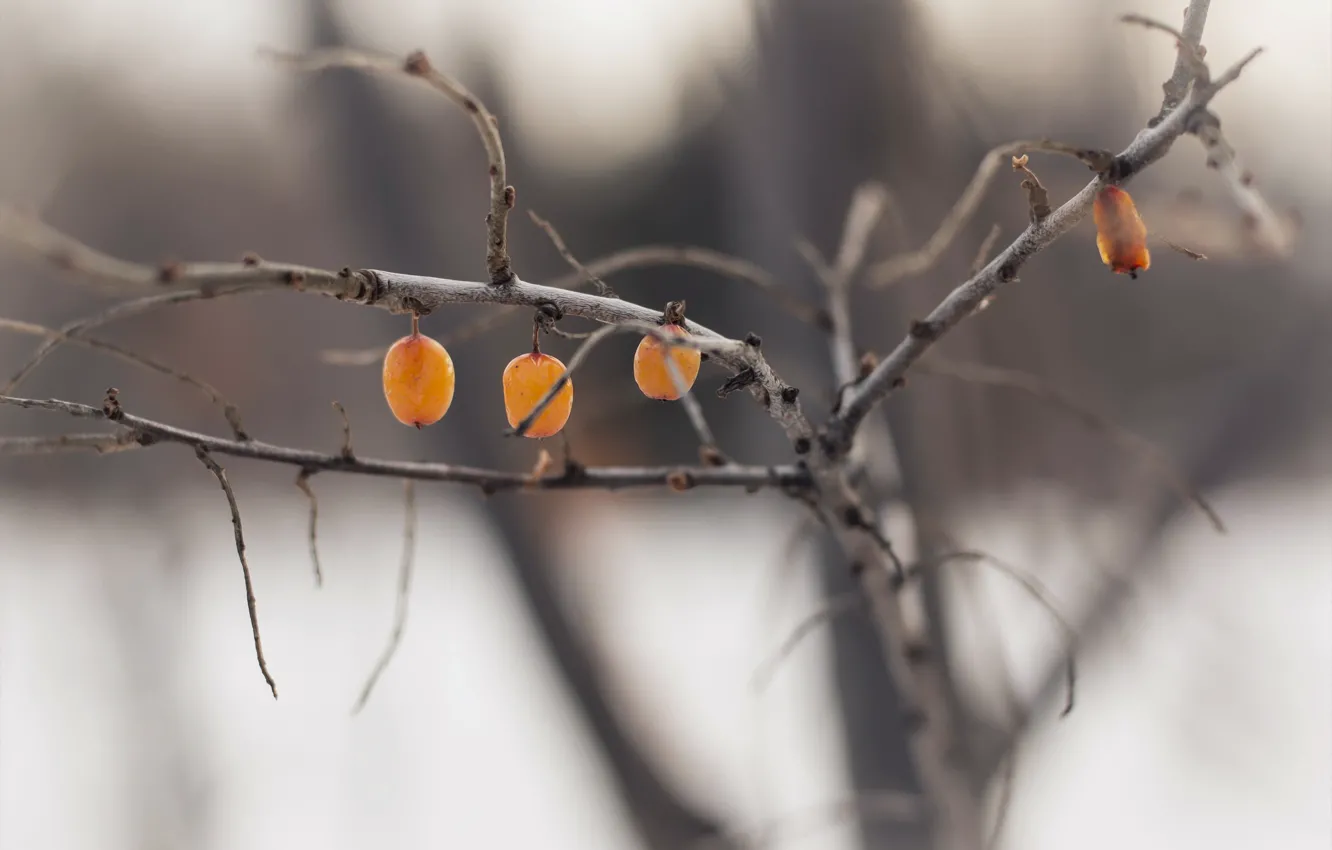 Photo wallpaper nature, berries, branch