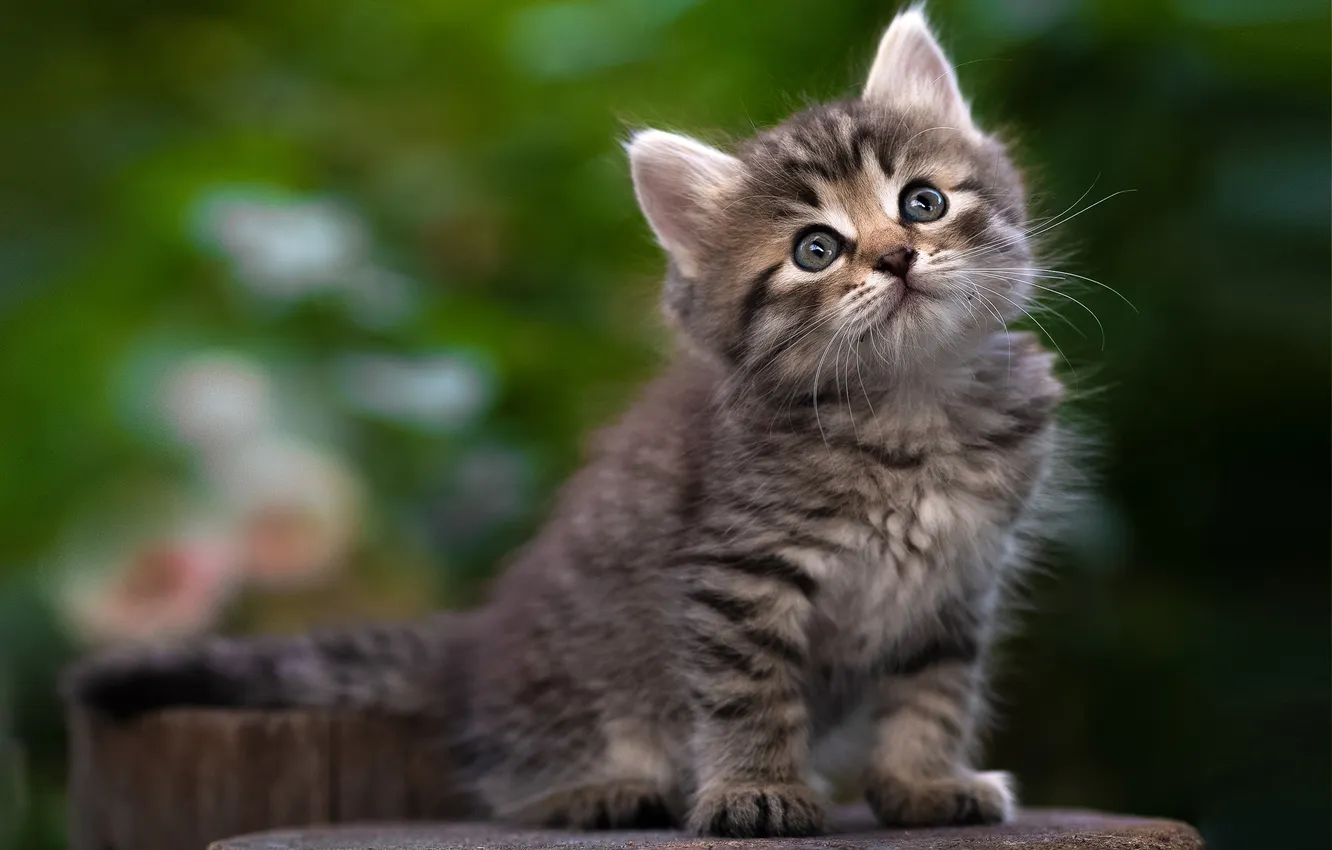 Photo wallpaper grey, kitty, deck, Yuriy Korotun