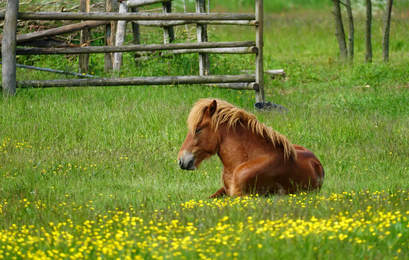 Photo wallpaper horse, horse, pony, lawn