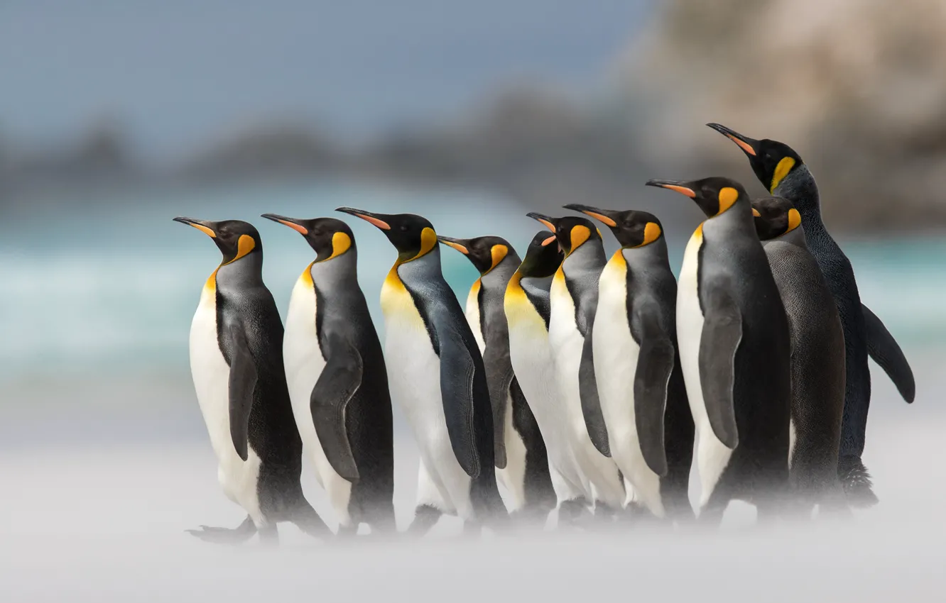 Photo wallpaper birds, penguins, bokeh, Royal penguin
