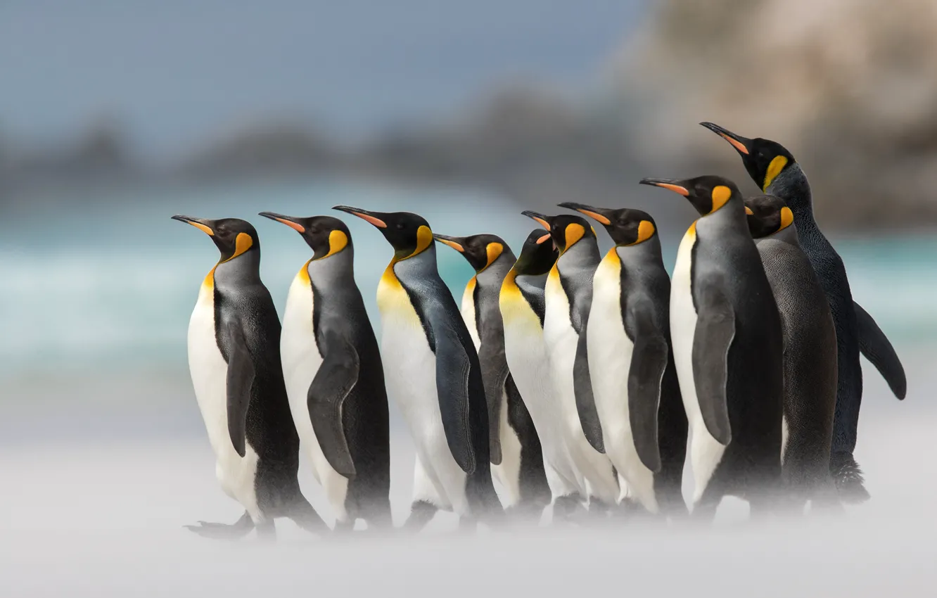 Photo wallpaper bird, penguins, bokeh, Royal penguin