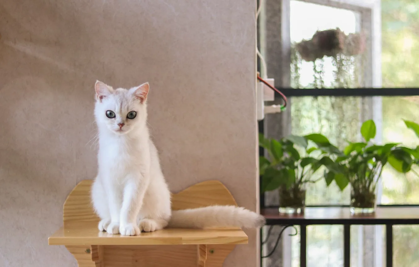 Photo wallpaper cat, room, shelf