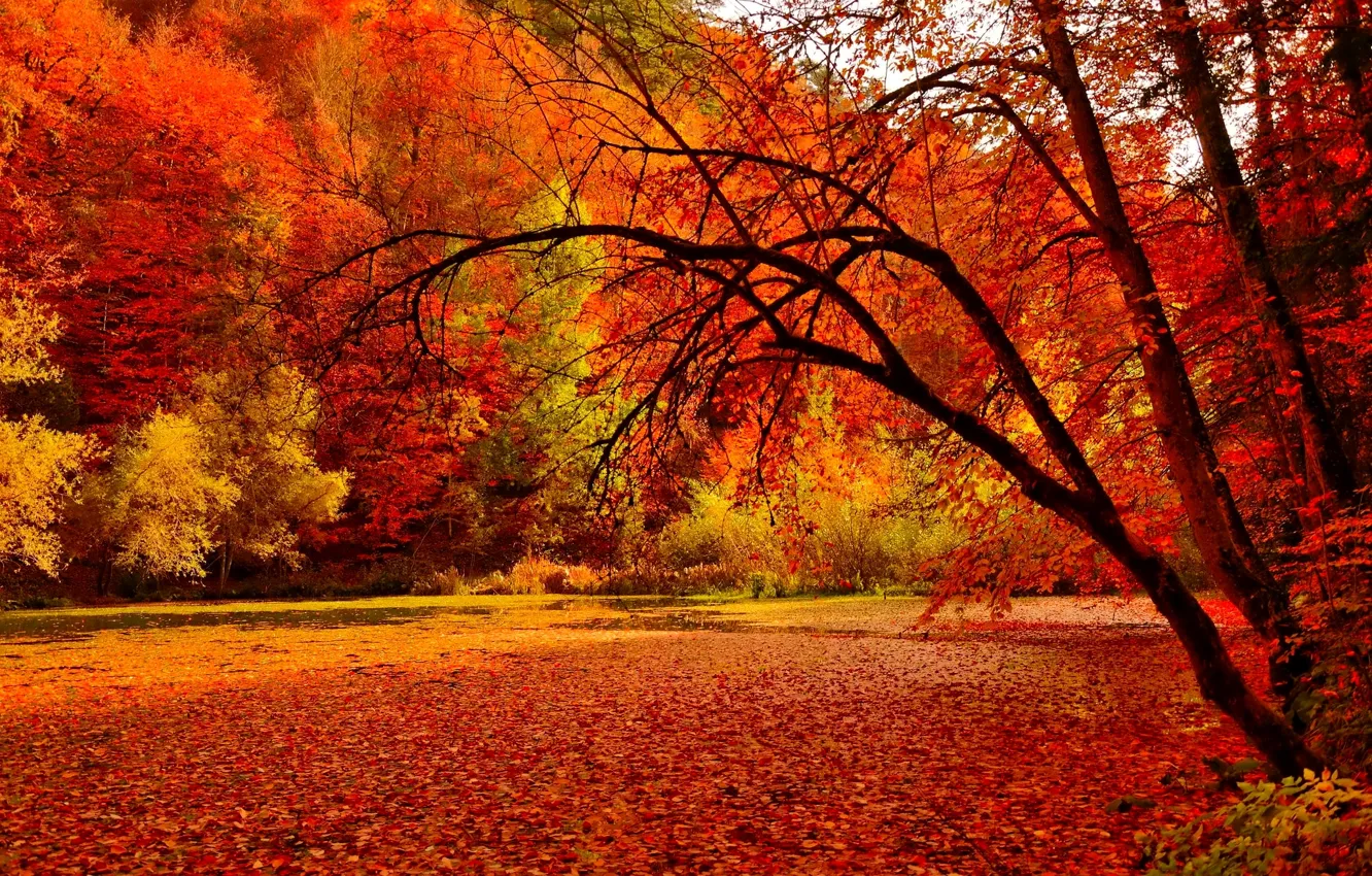 Photo wallpaper autumn, forest, leaves, trees, lake, pond