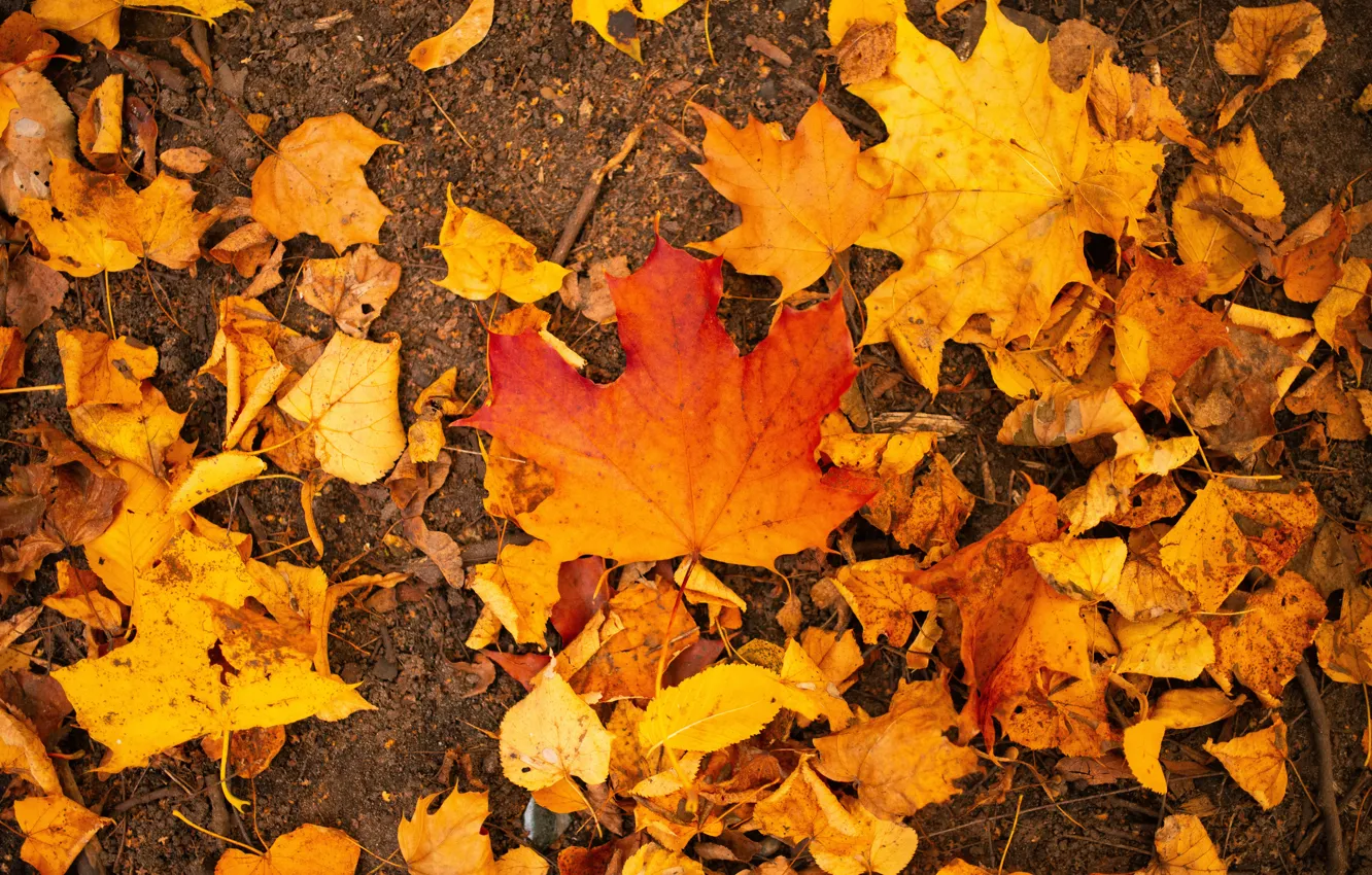 Photo wallpaper autumn, sheet, Park, foliage, maple, maple leaf