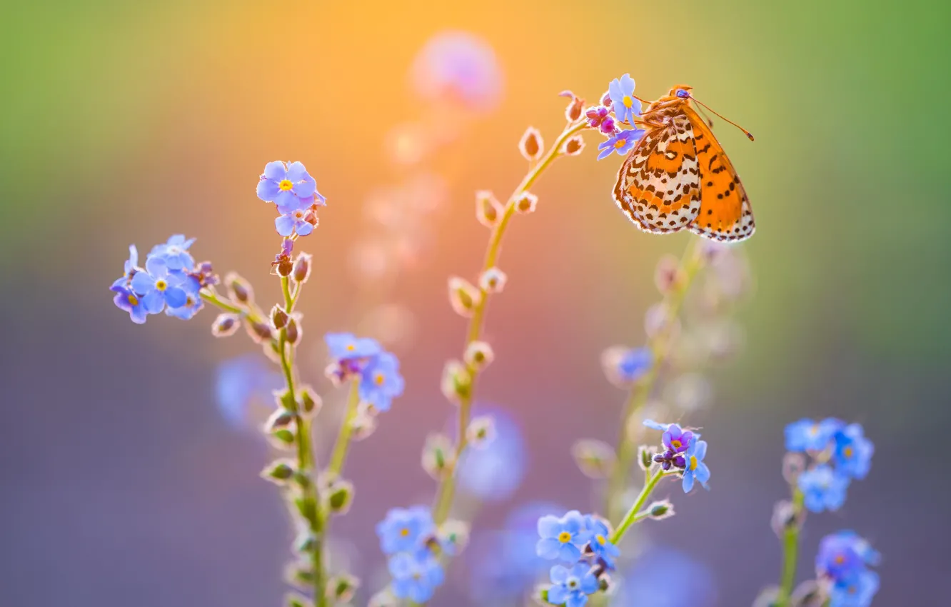 Photo wallpaper macro, light, flowers, butterfly