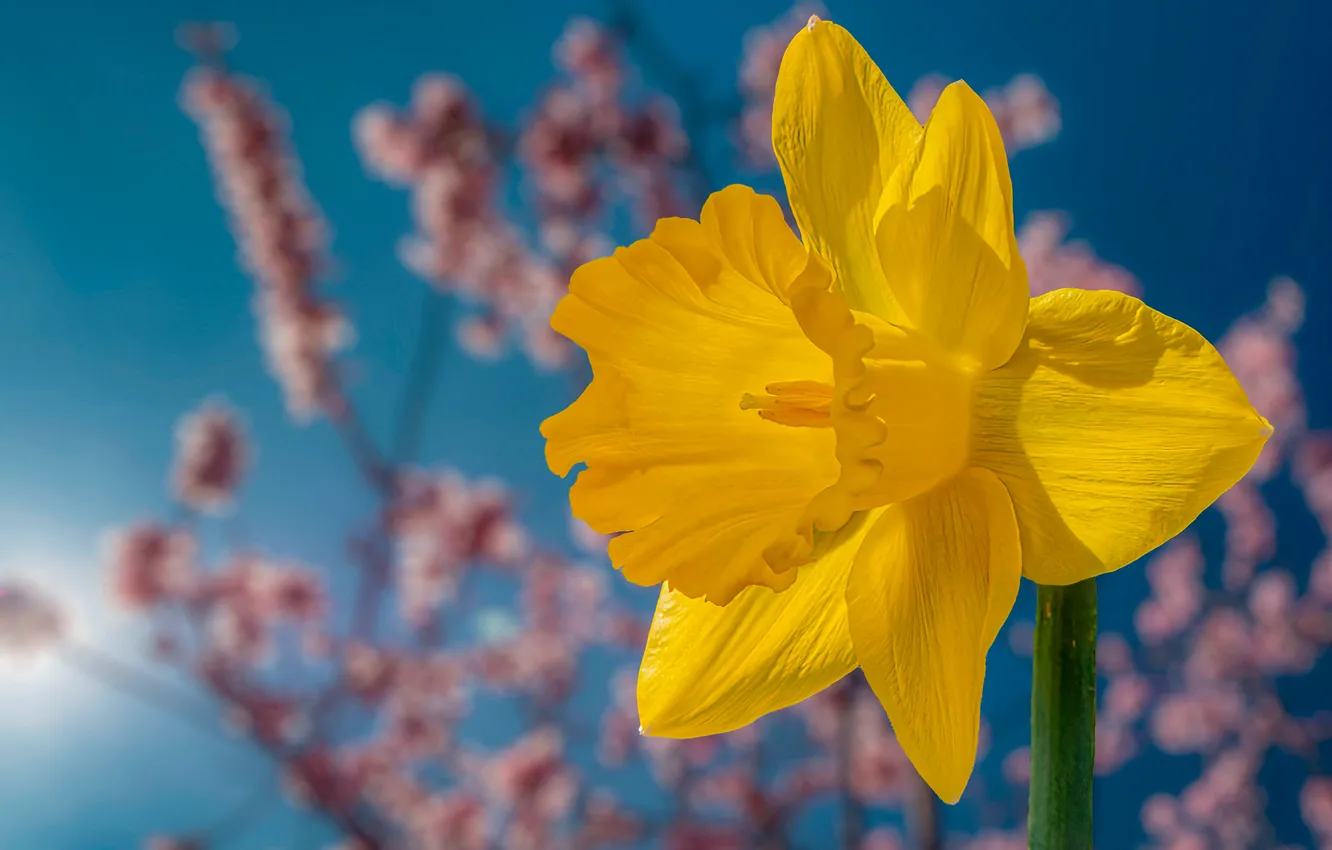Photo wallpaper close-up, yellow, spring, daffodils