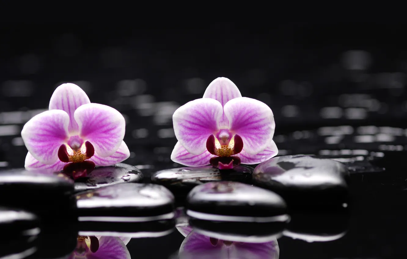 Photo wallpaper water, flowers, stones, Orchid